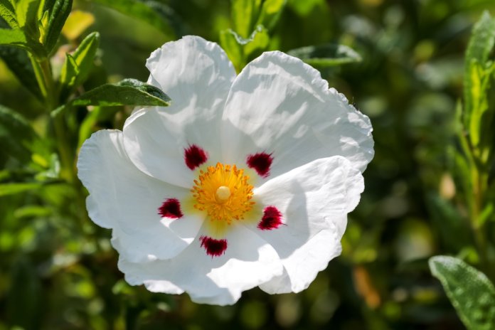 cistus cistus
